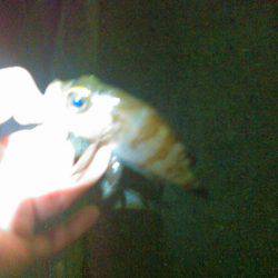 釣行完了！v(・∀・*)